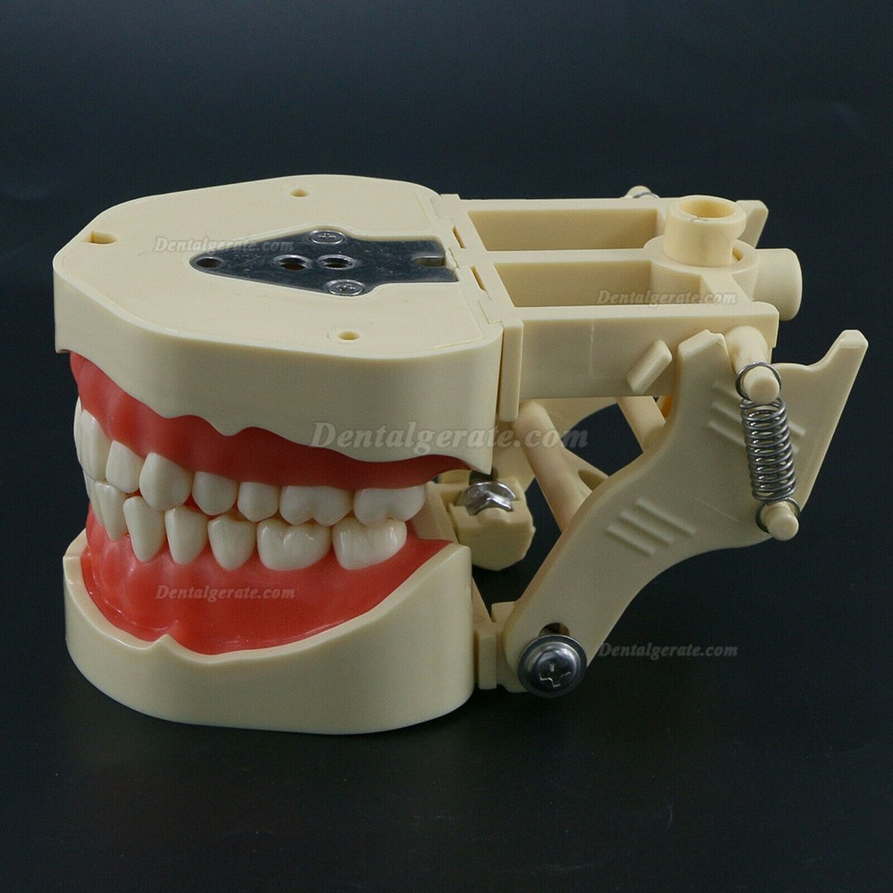 Zahnmodelle Arbeitsmodelle im Artikulator M8013 Kompatibler Frasaco ANA-4